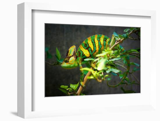 Veiled Chameleon-Gaschwald-Framed Photographic Print