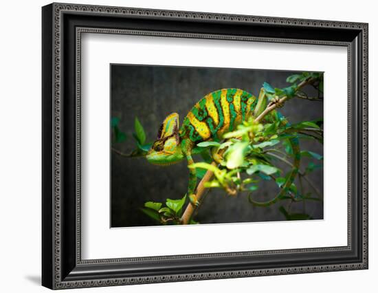 Veiled Chameleon-Gaschwald-Framed Photographic Print