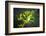 Veiled Chameleon-Gaschwald-Framed Photographic Print