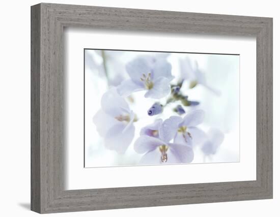 Veiled In Lilac-Jacob Berghoef-Framed Photographic Print