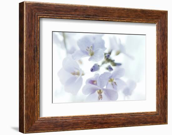Veiled In Lilac-Jacob Berghoef-Framed Photographic Print
