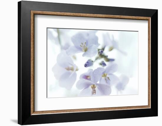 Veiled In Lilac-Jacob Berghoef-Framed Photographic Print