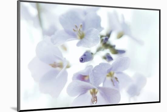 Veiled In Lilac-Jacob Berghoef-Mounted Photographic Print