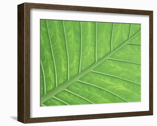 Vein Pattern in Elephant Ear Plant-Adam Jones-Framed Photographic Print