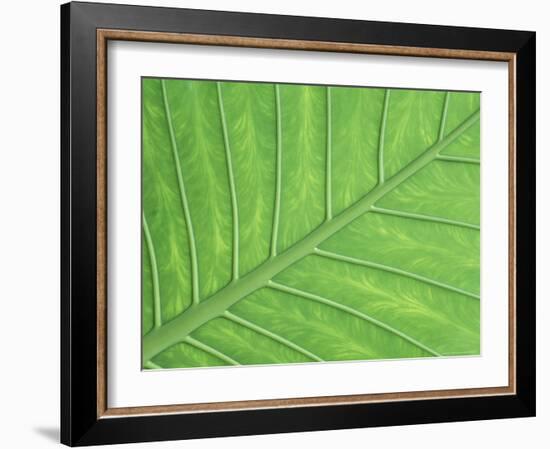 Vein Pattern in Elephant Ear Plant-Adam Jones-Framed Photographic Print