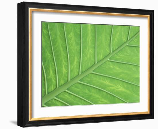 Vein Pattern in Elephant Ear Plant-Adam Jones-Framed Photographic Print