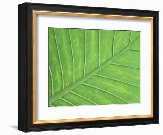 Vein Pattern in Elephant Ear Plant-Adam Jones-Framed Photographic Print