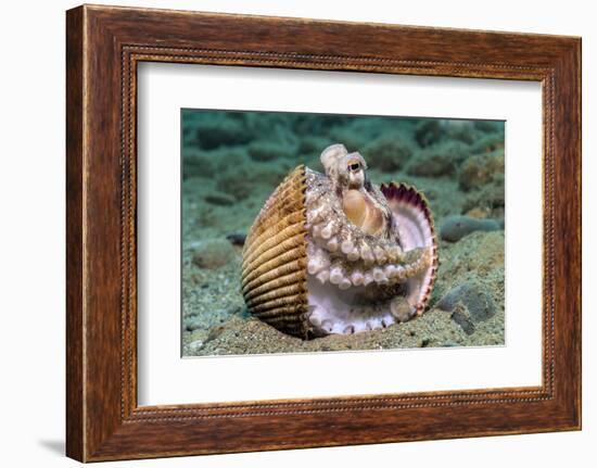 Veined octopus between clam shell halves. Ambon, Maluku Archipelago, Indonesia-Alex Mustard-Framed Photographic Print