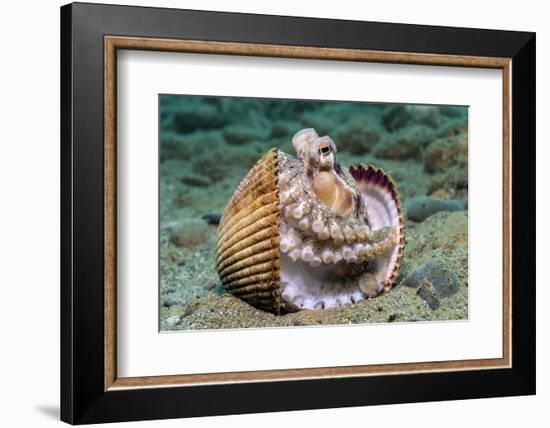 Veined octopus between clam shell halves. Ambon, Maluku Archipelago, Indonesia-Alex Mustard-Framed Photographic Print