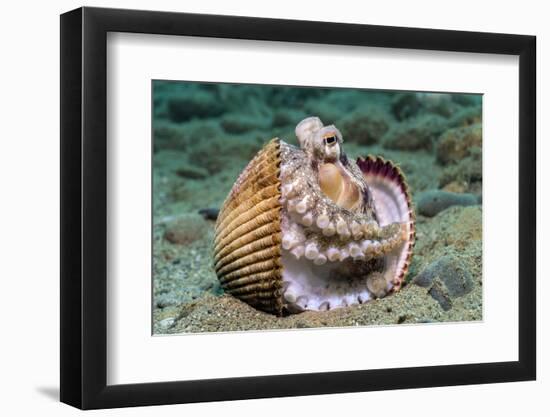 Veined octopus between clam shell halves. Ambon, Maluku Archipelago, Indonesia-Alex Mustard-Framed Photographic Print