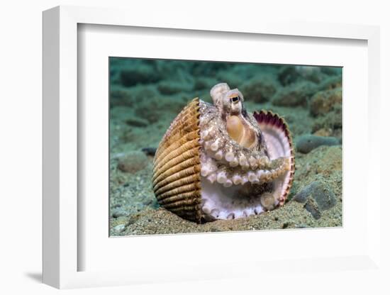 Veined octopus between clam shell halves. Ambon, Maluku Archipelago, Indonesia-Alex Mustard-Framed Photographic Print