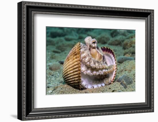 Veined octopus between clam shell halves. Ambon, Maluku Archipelago, Indonesia-Alex Mustard-Framed Photographic Print