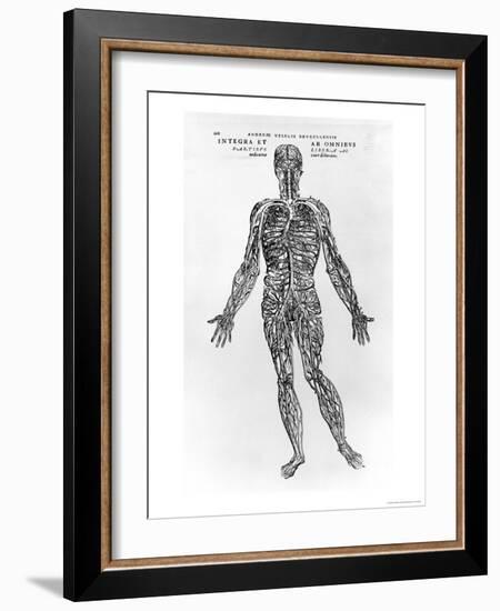 Veins and Arteries System-Andreas Vesalius-Framed Giclee Print