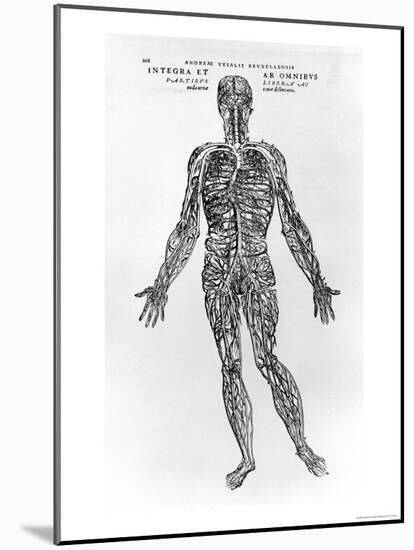 Veins and Arteries System-Andreas Vesalius-Mounted Giclee Print