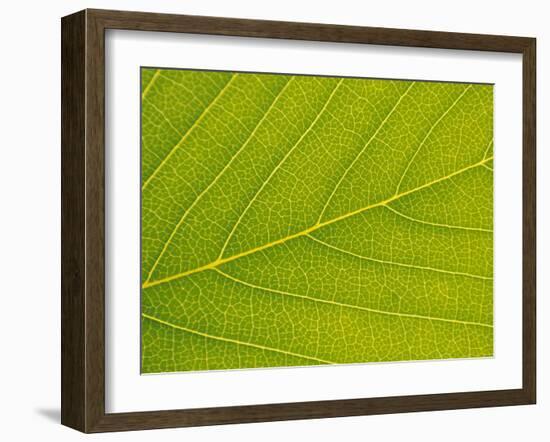 Veins of Leaf-Jon Arnold-Framed Photographic Print
