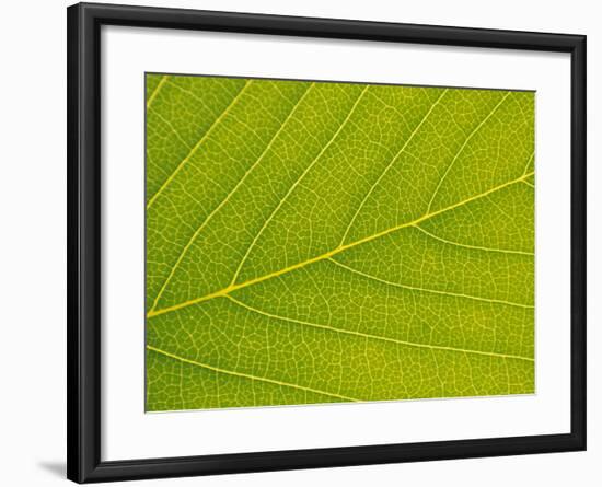 Veins of Leaf-Jon Arnold-Framed Photographic Print
