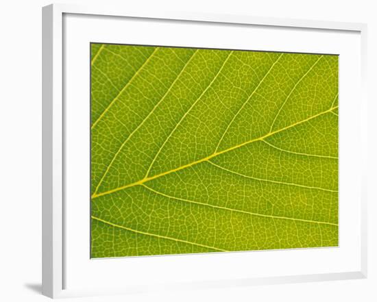 Veins of Leaf-Jon Arnold-Framed Photographic Print