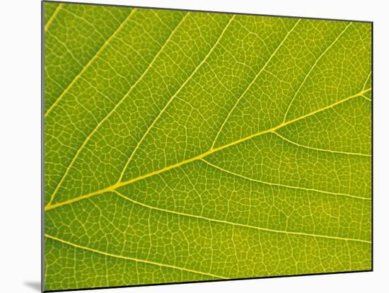 Veins of Leaf-Jon Arnold-Mounted Photographic Print