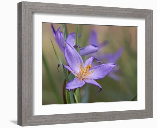 Velloziaceae Flowers in Chapada Dos Veadeiros National Park-Alex Saberi-Framed Photographic Print