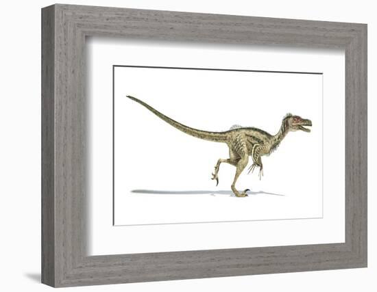 Velociraptor Dinosaur, Artwork-null-Framed Photographic Print