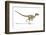 Velociraptor Dinosaur, Artwork-null-Framed Photographic Print