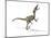 Velociraptor Dinosaur, Artwork-null-Mounted Photographic Print