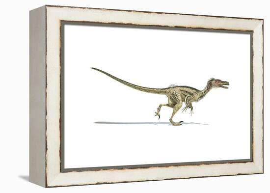 Velociraptor Dinosaur on White Background-null-Framed Stretched Canvas