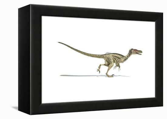 Velociraptor Dinosaur on White Background-null-Framed Stretched Canvas