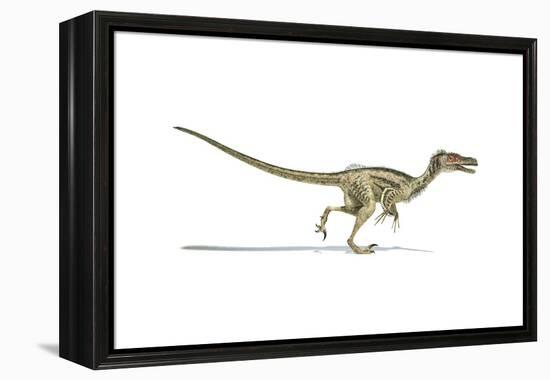 Velociraptor Dinosaur on White Background-null-Framed Stretched Canvas