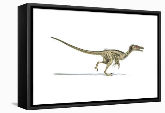 Velociraptor Dinosaur on White Background-null-Framed Stretched Canvas