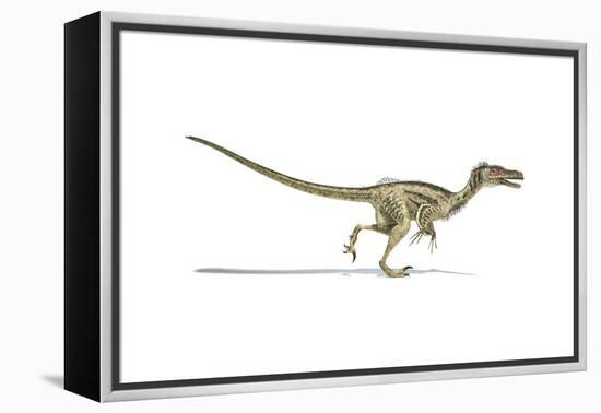 Velociraptor Dinosaur on White Background-null-Framed Stretched Canvas