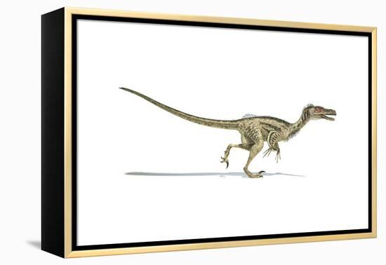 Velociraptor Dinosaur on White Background-null-Framed Stretched Canvas