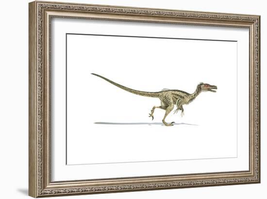 Velociraptor Dinosaur on White Background-null-Framed Art Print