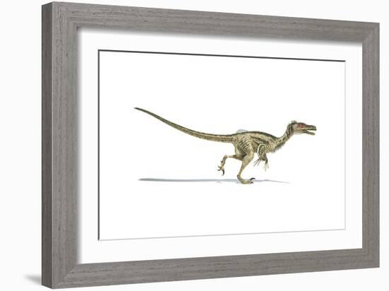 Velociraptor Dinosaur on White Background-null-Framed Art Print