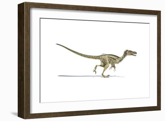 Velociraptor Dinosaur on White Background-null-Framed Art Print