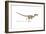 Velociraptor Dinosaur on White Background-null-Framed Art Print