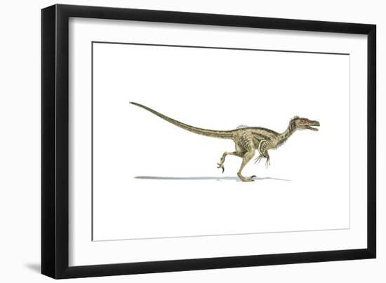 Velociraptor Dinosaur on White Background-null-Framed Art Print