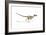 Velociraptor Dinosaur on White Background-null-Framed Art Print