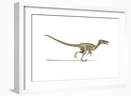 Velociraptor Dinosaur on White Background-null-Framed Art Print