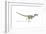 Velociraptor Dinosaur on White Background-null-Framed Art Print