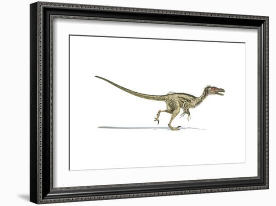 Velociraptor Dinosaur on White Background-null-Framed Art Print