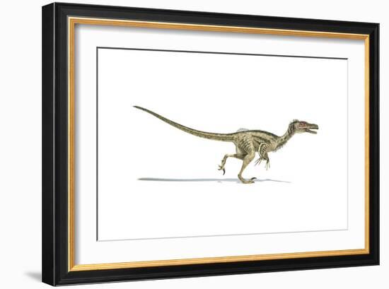 Velociraptor Dinosaur on White Background-null-Framed Art Print