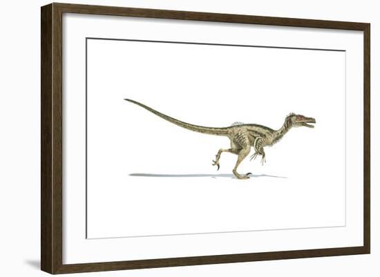 Velociraptor Dinosaur on White Background-null-Framed Art Print