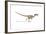 Velociraptor Dinosaur on White Background-null-Framed Art Print