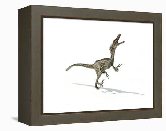 Velociraptor Dinosaur on White Background-null-Framed Stretched Canvas