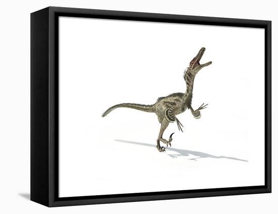 Velociraptor Dinosaur on White Background-null-Framed Stretched Canvas