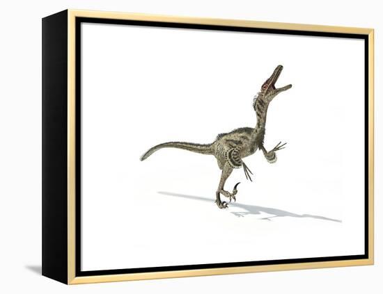 Velociraptor Dinosaur on White Background-null-Framed Stretched Canvas