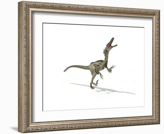 Velociraptor Dinosaur on White Background-null-Framed Art Print