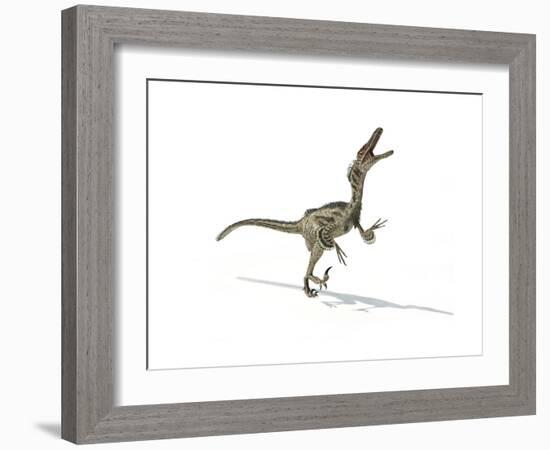 Velociraptor Dinosaur on White Background-null-Framed Art Print