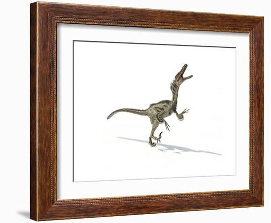 Velociraptor Dinosaur on White Background-null-Framed Art Print